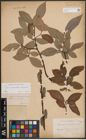 Foto von Salix daphnoides Vill. x Salix silesiaca Willd.